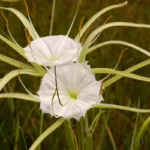 mrs henrys spidelily hymenocallis henryae