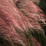 muhly grass muhlenbergia sp 1