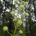 musky mint hyptis alata
