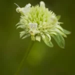musky mint hyptis alata 2