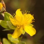 myrtleleaf st johns wort hypericum myrtifolium 2