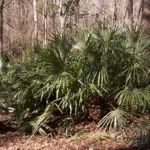 needle palm landscape rhapidophyllum hystrix