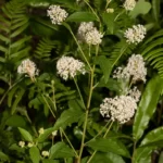 new jersey tea ceanothus americanus