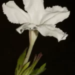 nightflowering wild petunia ruellia noctiflora