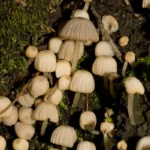 non inky coprinus mushrooms coprinus disseminatus