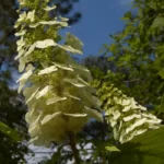 oakleaf hydrangea hydrangea quercifolia