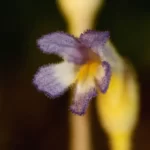 oneflowered broomrape orobanche uniflora 3