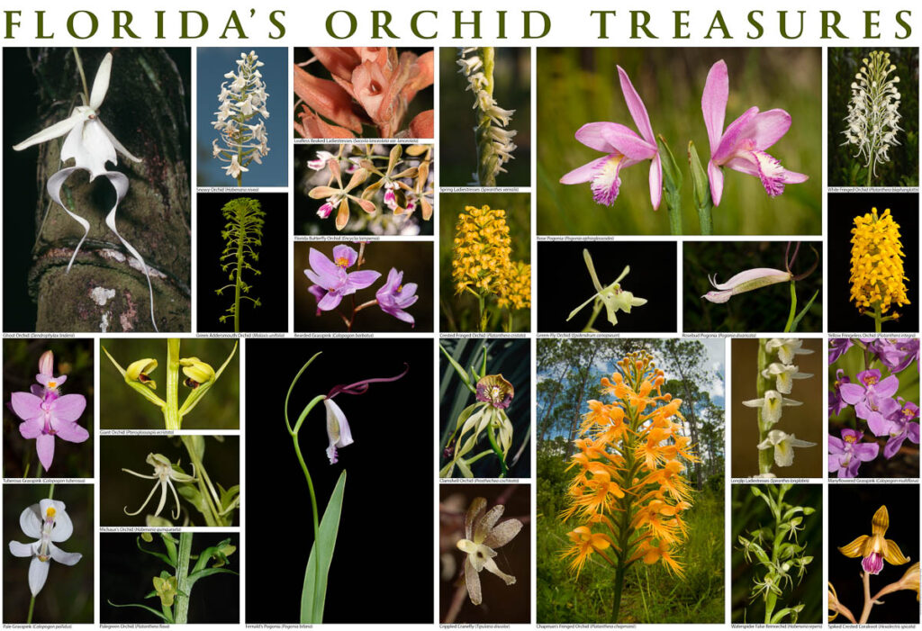 orchid treasures print 1
