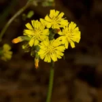 oriental false hawksbeard youngia japonica