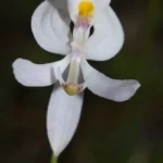 pale grasspink orchid calopogon pallidus