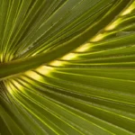 palmetto sabal palmetto frond