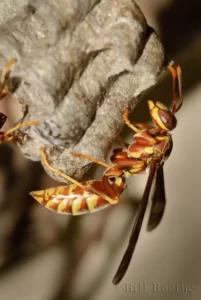 Paper Wasp at Nest