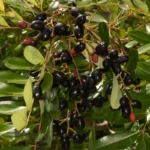 paradisetree simarouba glauca