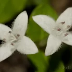 partridgeberry mitchella repens