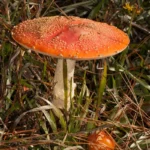 peach colored fly agaric mushrooms amanita muscaria var persicina