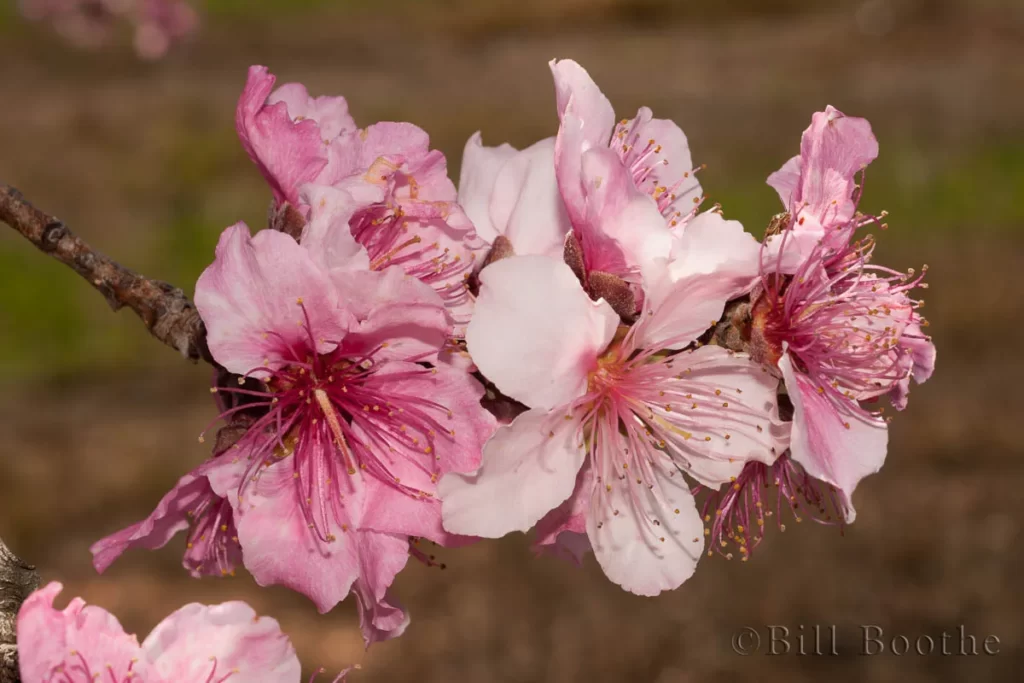 peach tree prunus persica flowers peach tree prunus persica flowers