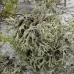 perforate lichen cladonia perforata