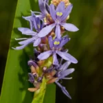 pickerelweed pontederia cordata