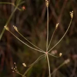 piedmont cowbane oxypolis ternata