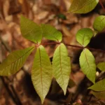 pignut hickory carya glabra