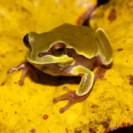 pine barrens treefrog hyla andersonii