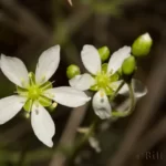 pinebarren stitchwort geocarpon caroliniana