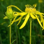 pineland false sunflower phoebanthus tenuifolius