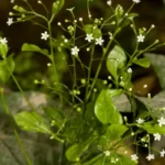 pineland pimpernel samolus valerandi ssp. parviflorus