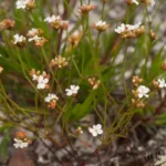 pineland scalypink stipulicida setacea