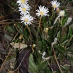 pineland sunbonnet chaptalia tomentosa