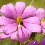 pinewoods rosegentian sabatia gentianoides 2