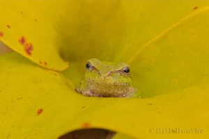 pinewoods treefrog hyla femoralis 2