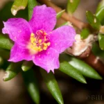 pink purslane portulaca pilosa flower
