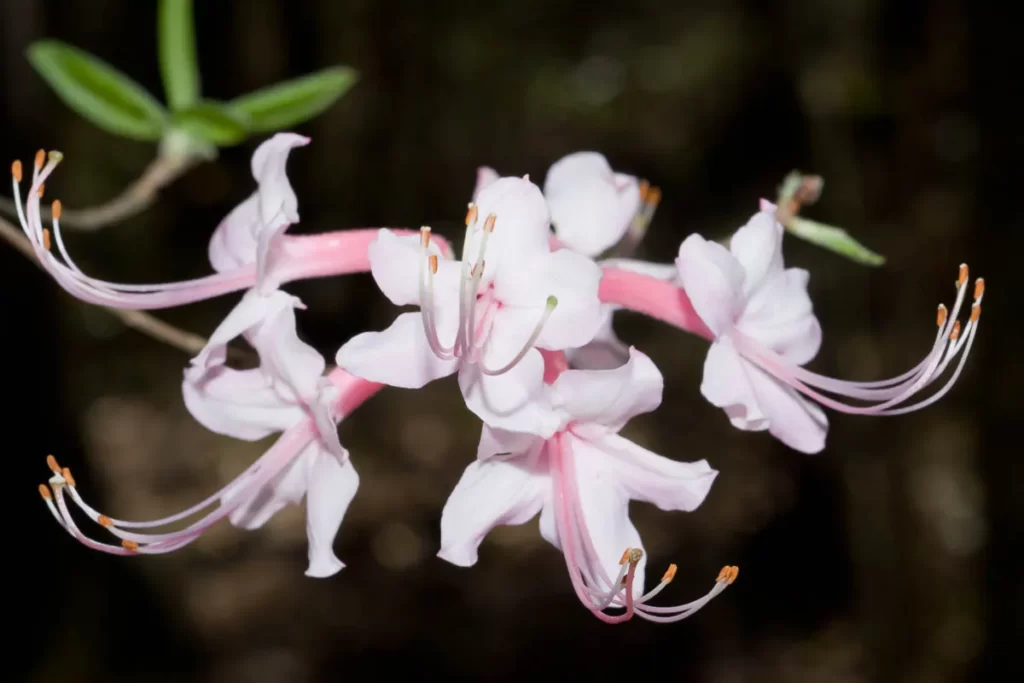 pinxter azalea rhododendron canescens
