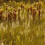 pitcherplant savanna at sunset