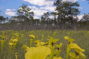 pitcherplant savanna sarracenia flava