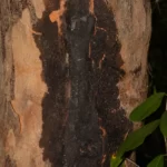 poisonwood bark metopium toxiferum