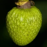 pond apple fruit annona glabra