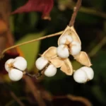 popcorntree triadica sebifera