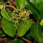 possum grape flowers cissus verticillata