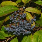 possumhaw fruits viburnum nudum