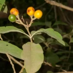 potatotree fruits solanum erianthum