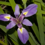 prairie iris iris hexagona