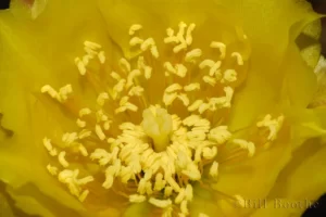 pricklypear flower opuntia humifusa