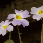 primrose flowered butterwort pinguicula primuliflora 2
