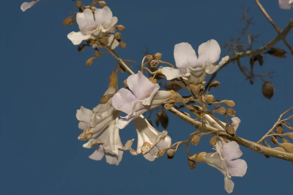 princesstree paulownia tomentosa 2 princesstree paulownia tomentosa 2