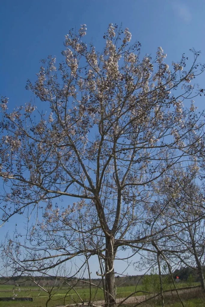 princesstree paulownia tomentosa princesstree paulownia tomentosa