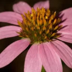 purple coneflower echinacea purpurea