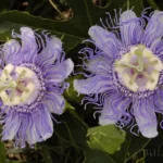 purple passionflowers passiflora incarnata