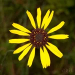 purpledisk honeycombhead balduina atropurpurea